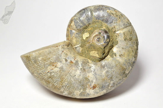 Ammonite Lytoceras 9.6cm