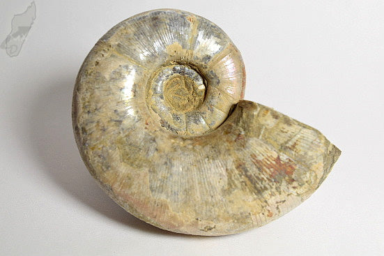 Ammonite Lytoceras 9.6cm