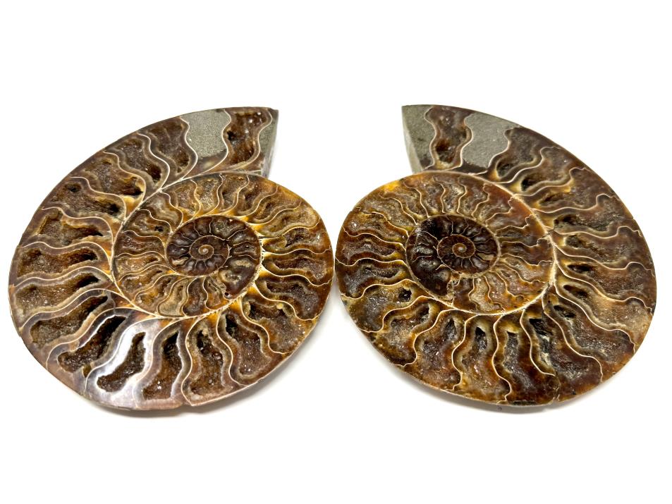 Ammonite Pair Large 18cm