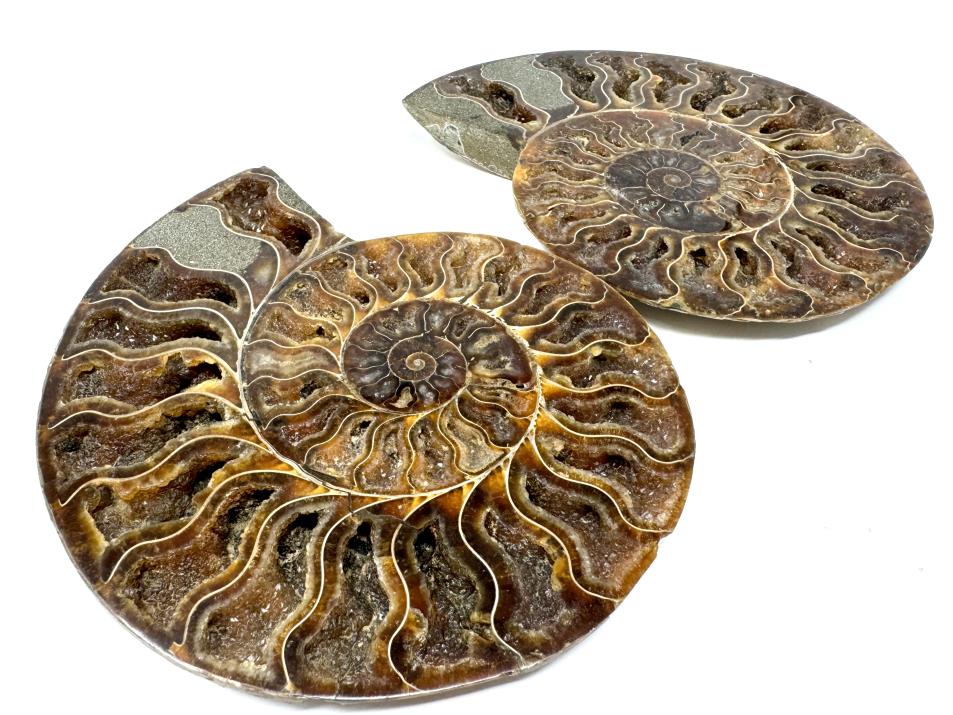 Ammonite Pair Large 18cm