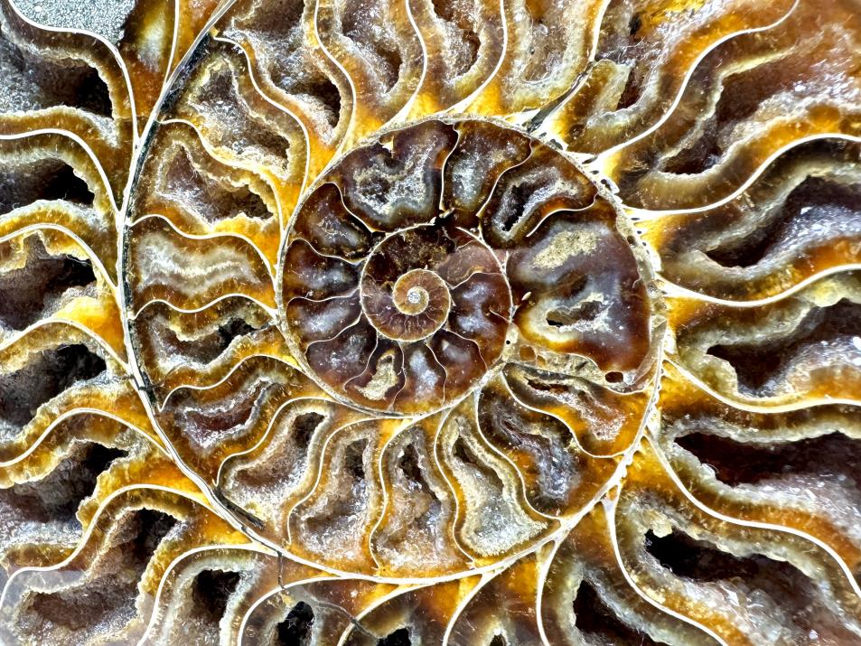 Ammonite Pair Large 18cm