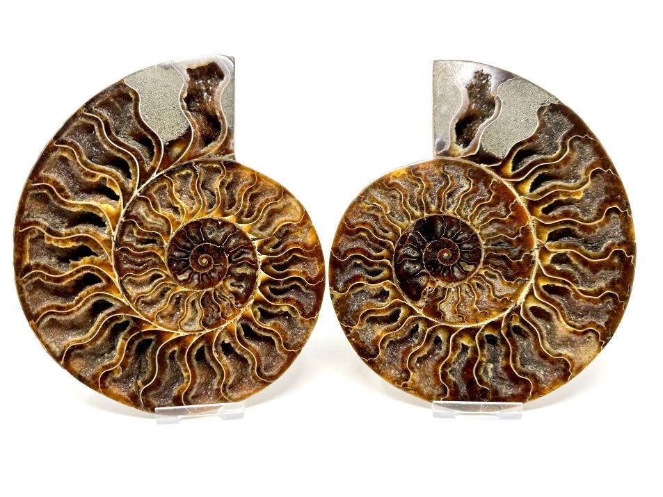 Ammonite Pair Large 18cm