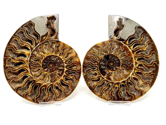 Ammonite Pair Large 18cm