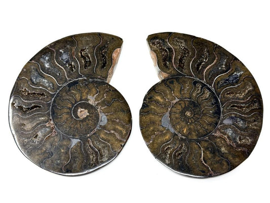 Ammonite Pair 9.2cm