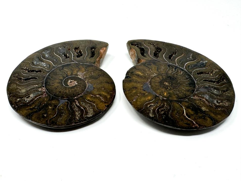 Ammonite Pair 9.2cm