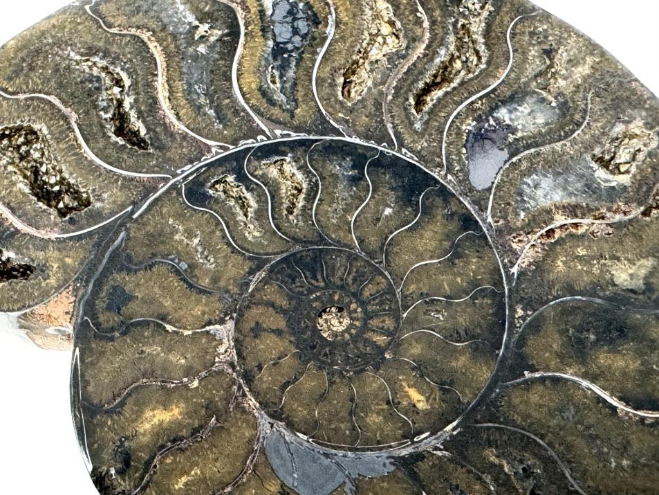 Ammonite Pair 9.2cm