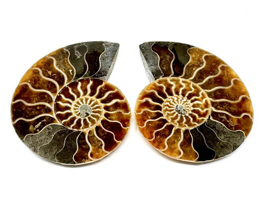 Ammonite Pair 7.5cm