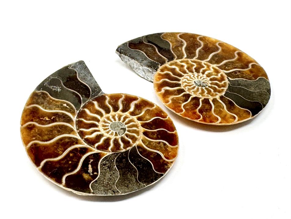 Ammonite Pair 7.5cm