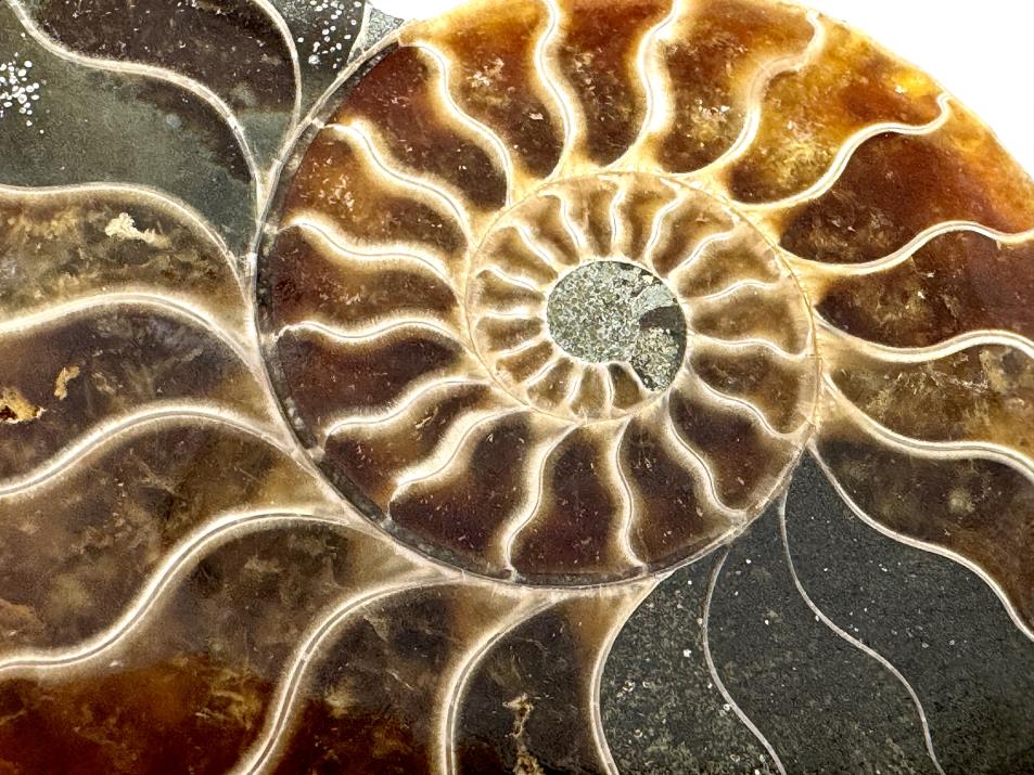 Ammonite Pair 7.5cm