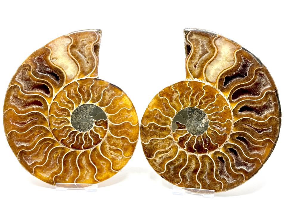 Ammonite Pair Large 17cm