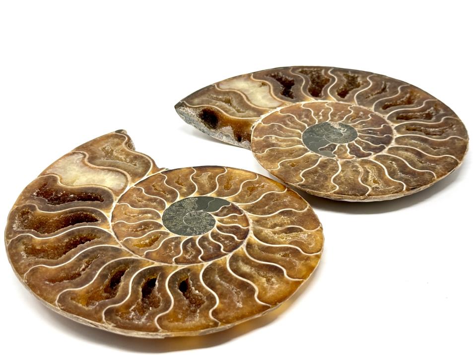 Ammonite Pair Large 17cm