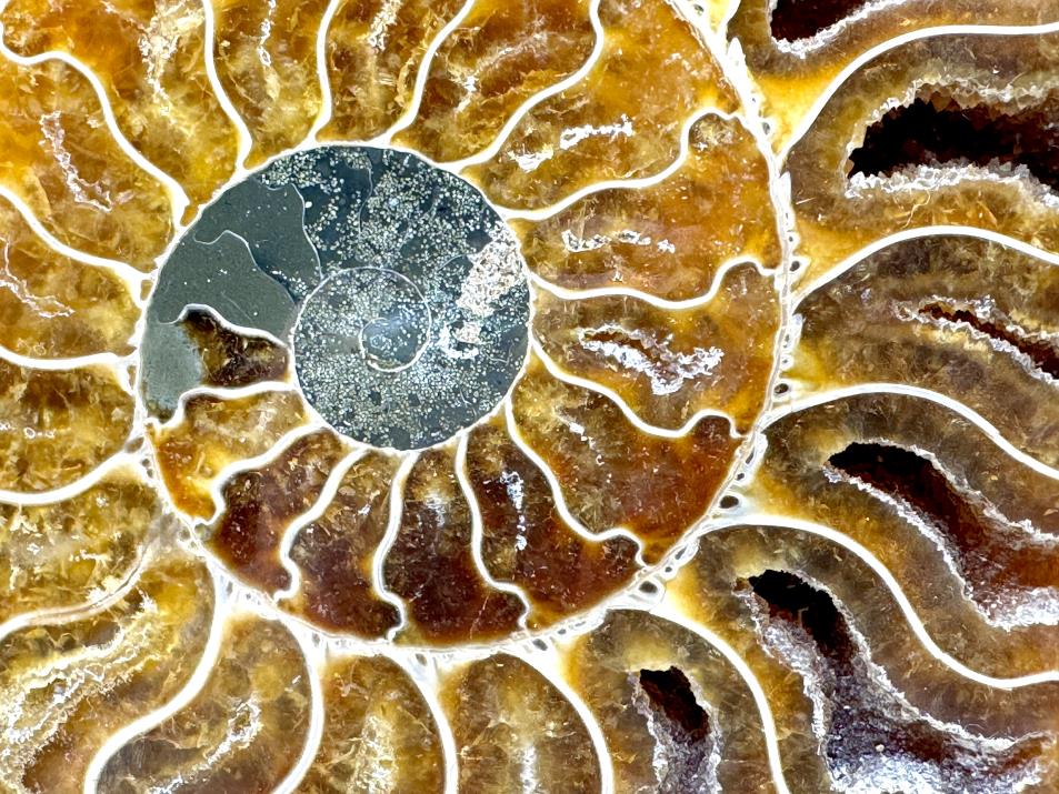 Ammonite Pair Large 17cm