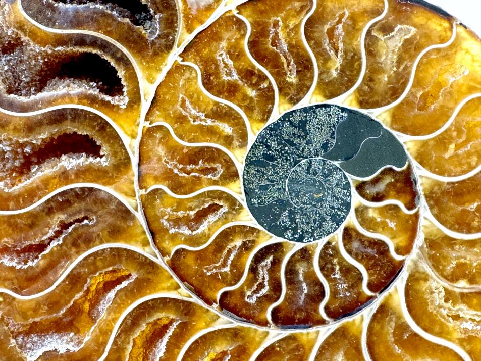 Ammonite Pair Large 17cm