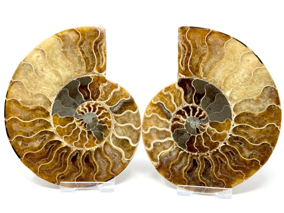 Ammonite Pair 13cm