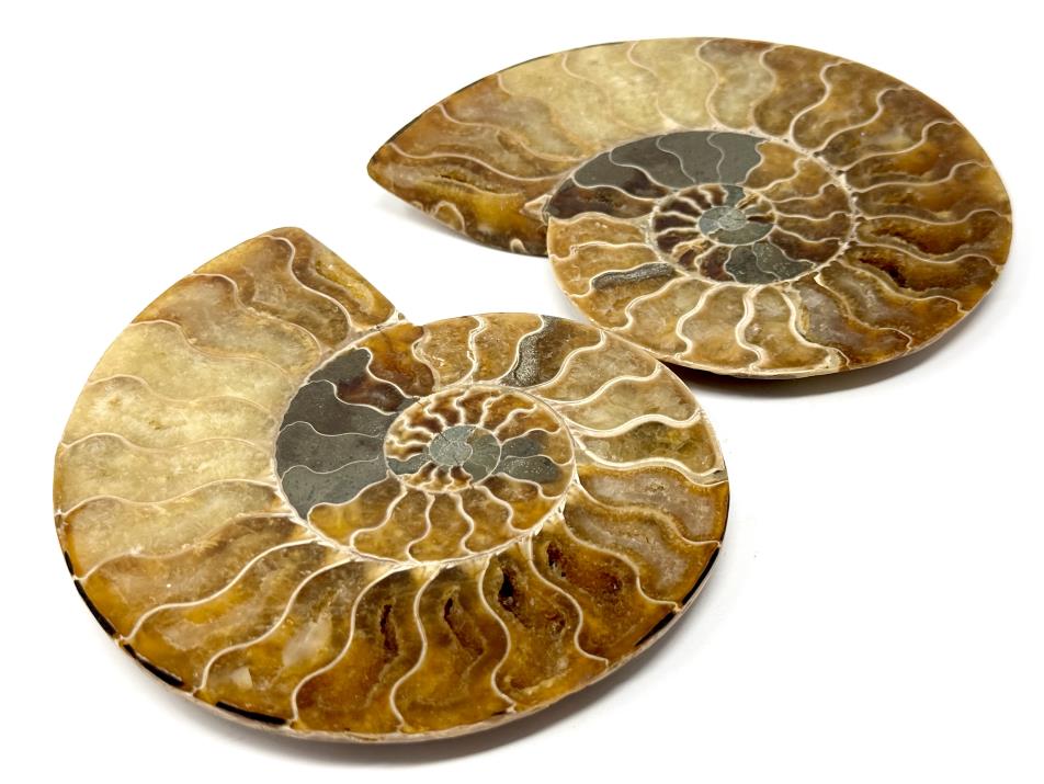 Ammonite Pair 13cm