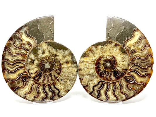 Ammonite Pair Very Large 20cm