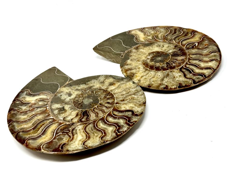 Ammonite Pair Very Large 20cm