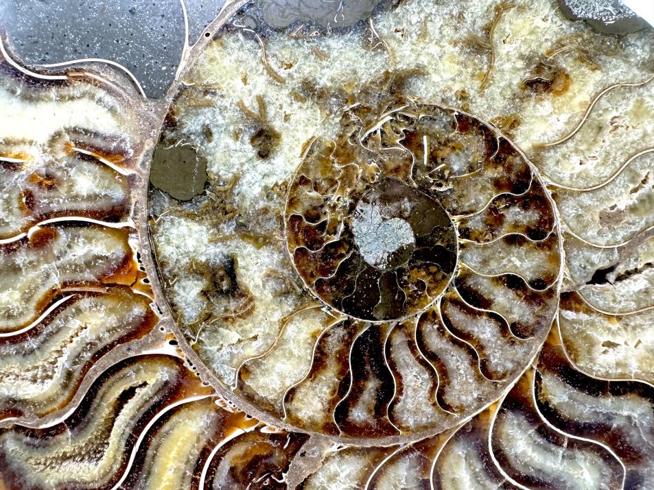 Ammonite Pair Very Large 20cm