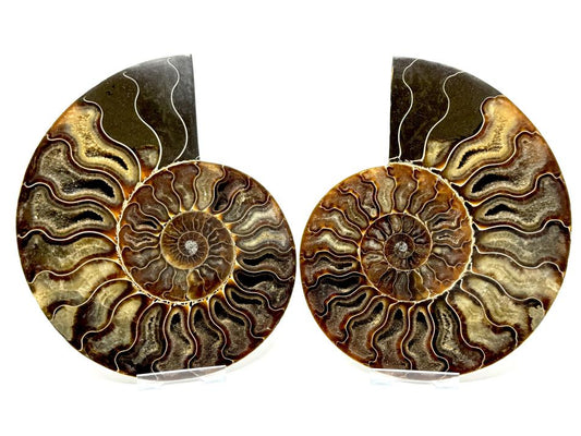 Ammonite Pair 15.5cm