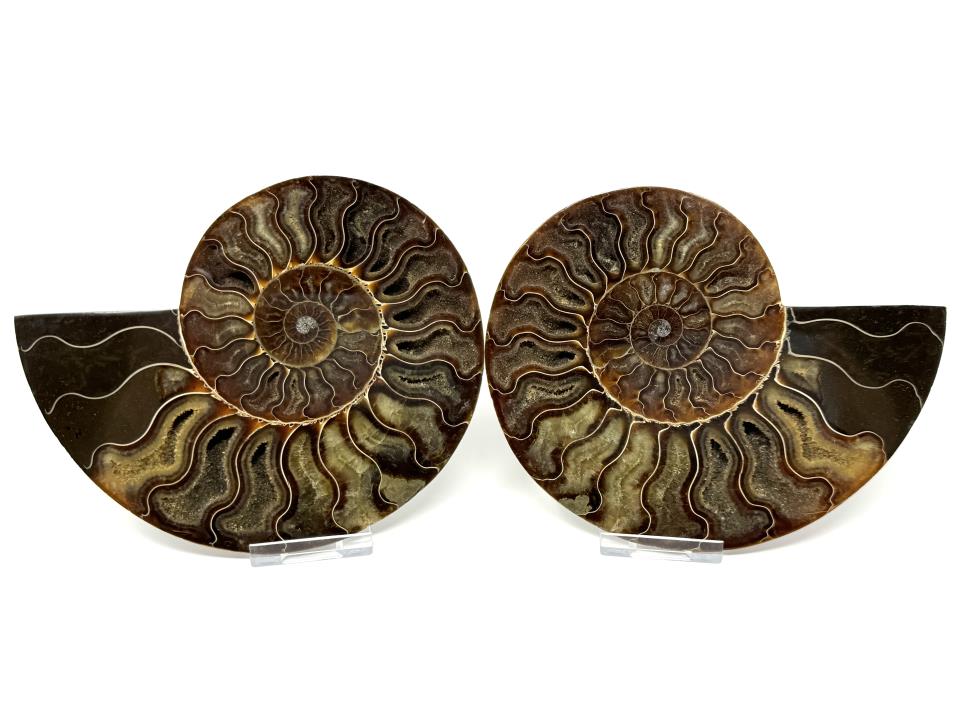 Ammonite Pair 15.5cm