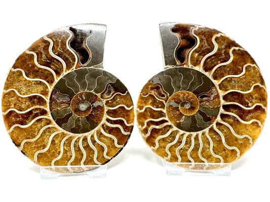 Ammonite Pair 11cm