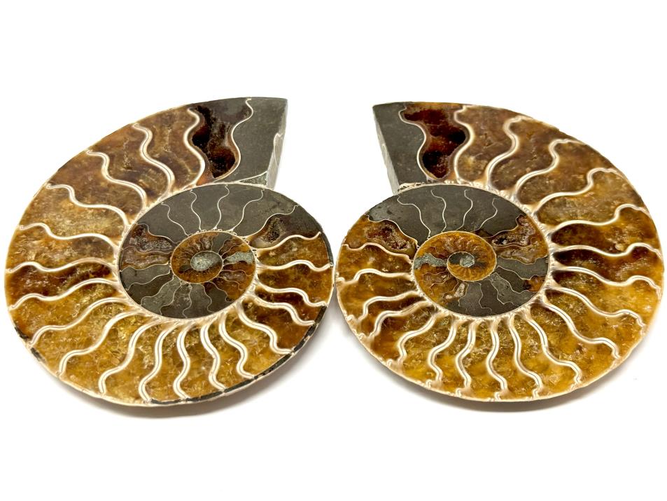 Ammonite Pair 11cm