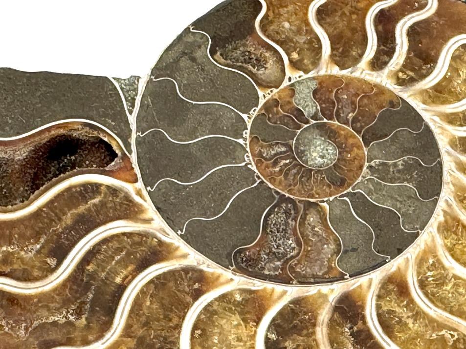 Ammonite Pair 11cm