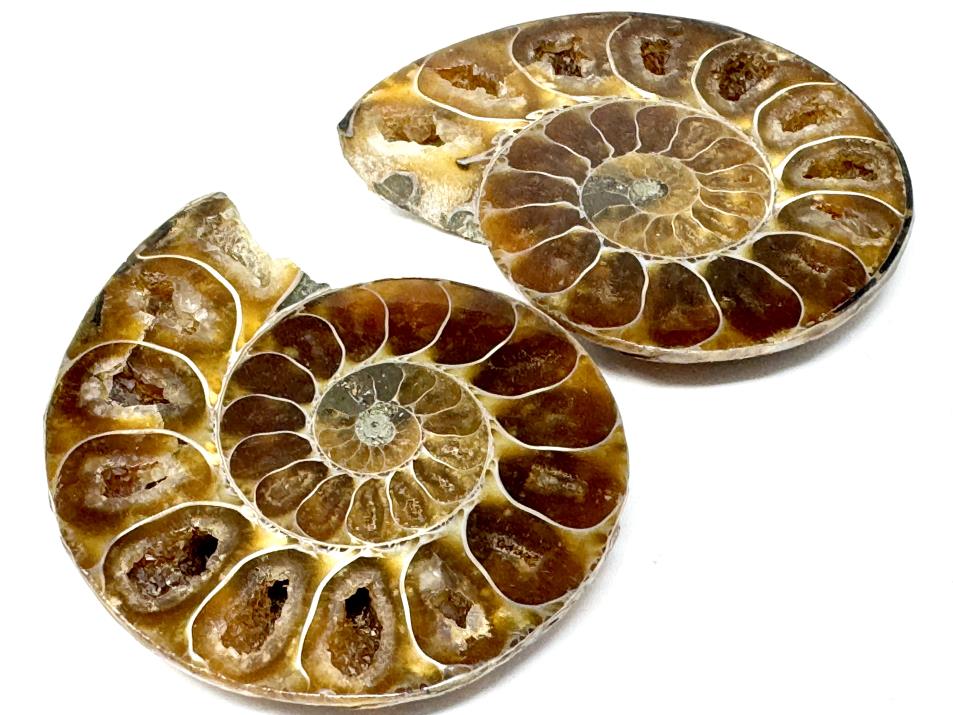 Ammonite Pair 7cm