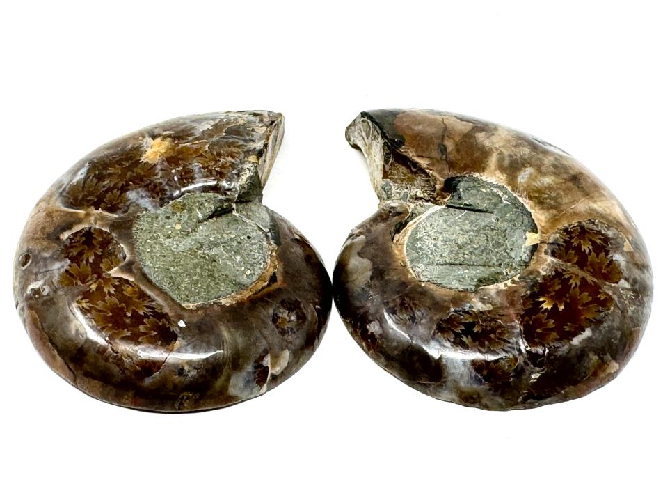 Ammonite Pair 7cm