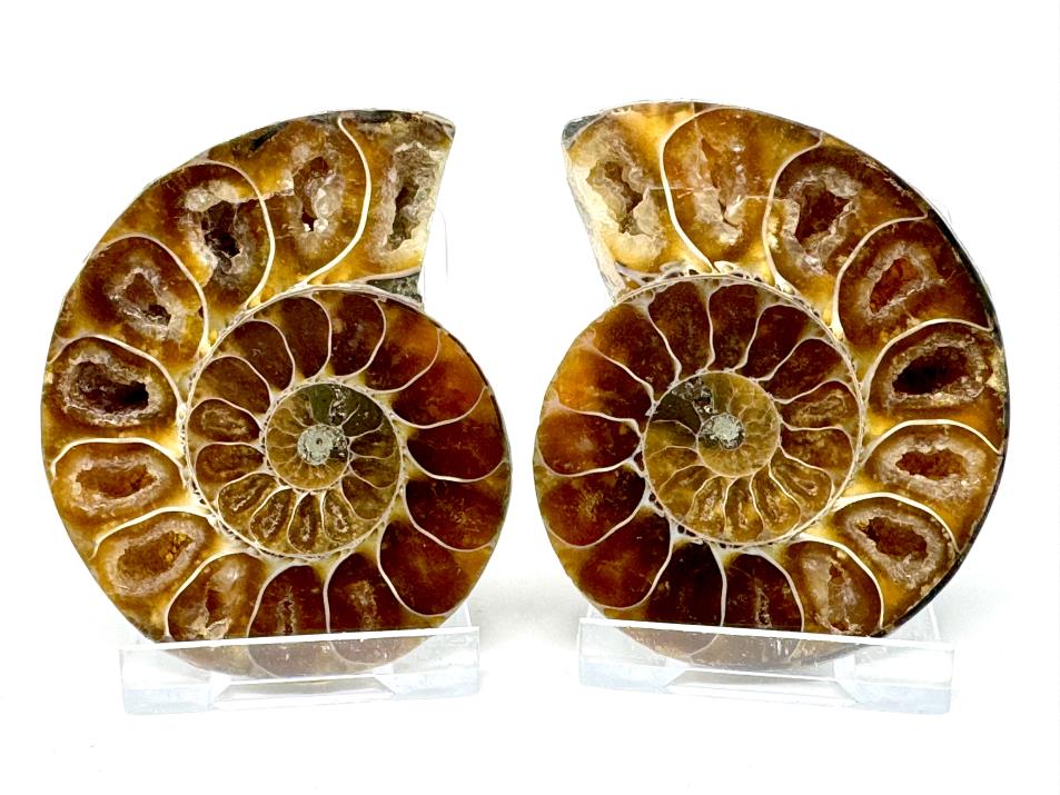 Ammonite Pair 7cm