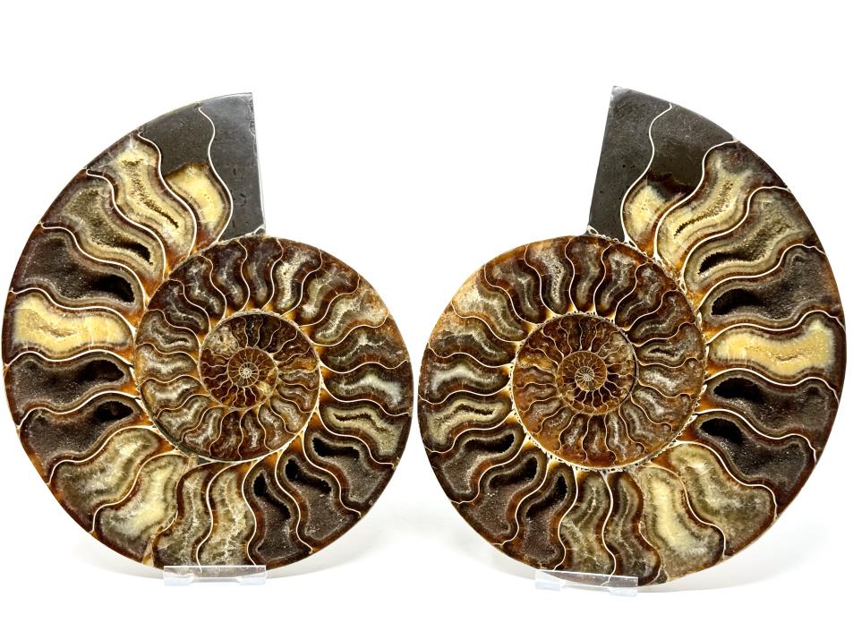 Ammonite Pair Very Large 20.5cm