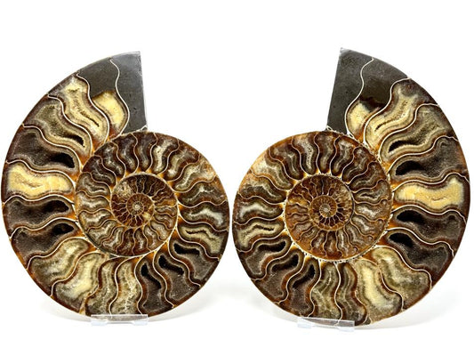 Ammonite Pair Very Large 20.5cm