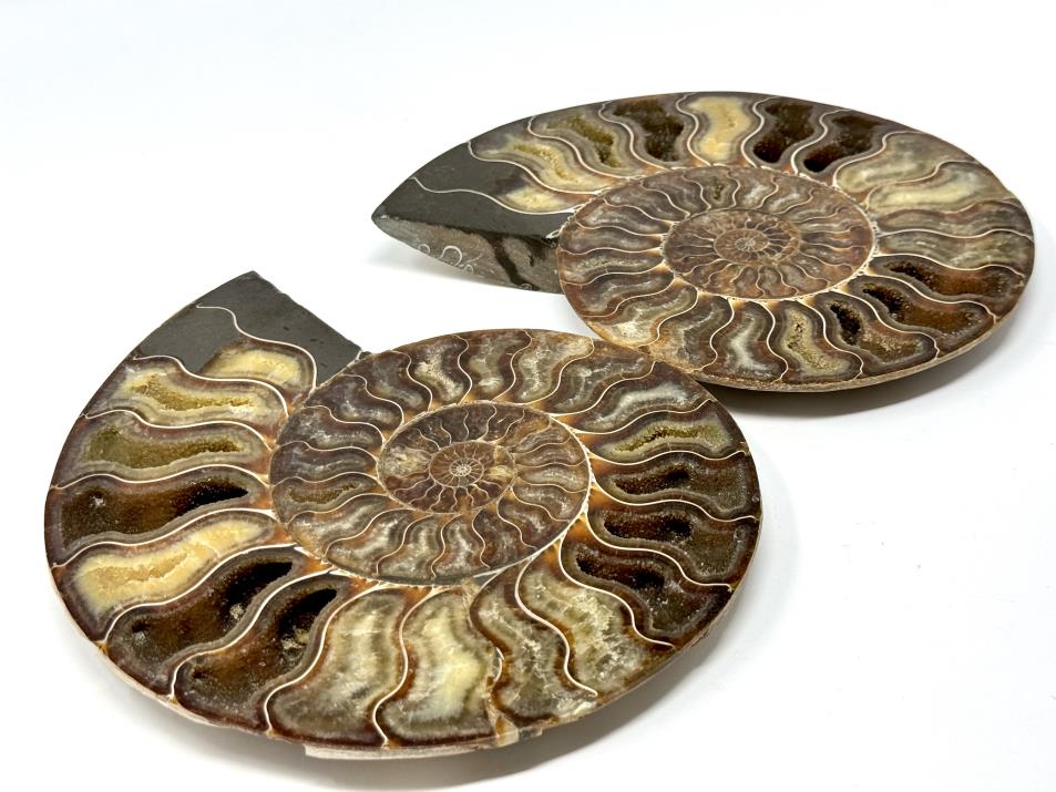 Ammonite Pair Very Large 20.5cm