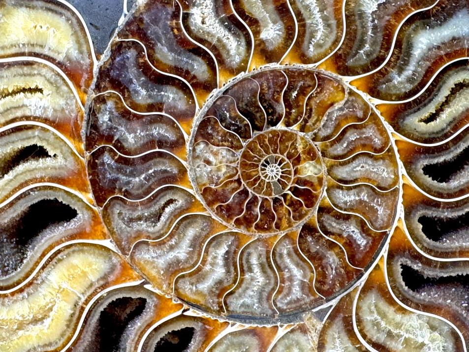 Ammonite Pair Very Large 20.5cm