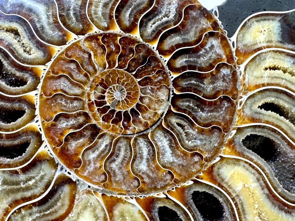 Ammonite Pair Very Large 20.5cm