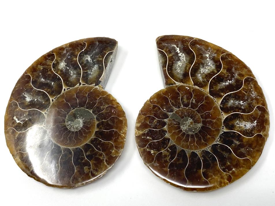 Ammonite Pair 6.9cm