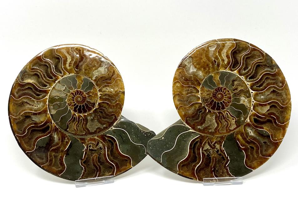 Ammonite Pair 16.8cm