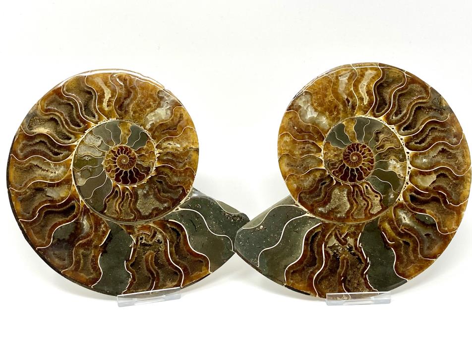 Ammonite Pair 16.8cm