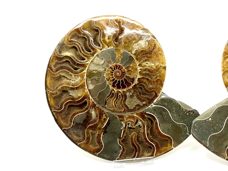 Ammonite Pair 16.8cm