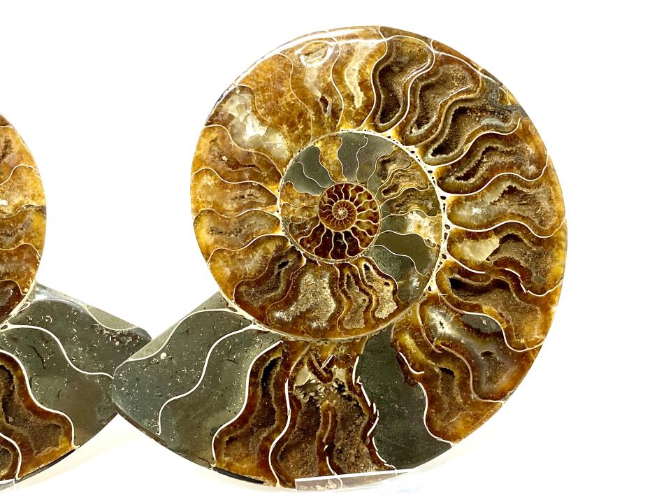 Ammonite Pair 16.8cm