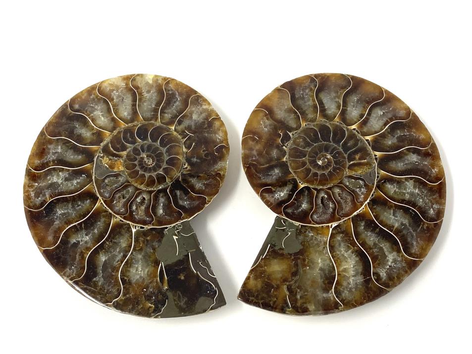 Ammonite Pair 9.7cm