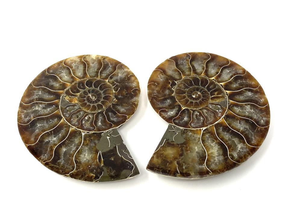 Ammonite Pair 9.7cm