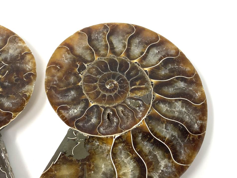 Ammonite Pair 9.7cm