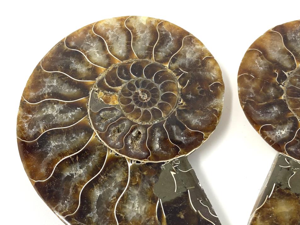 Ammonite Pair 9.7cm