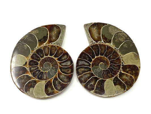 Ammonite Pair 6.7cm