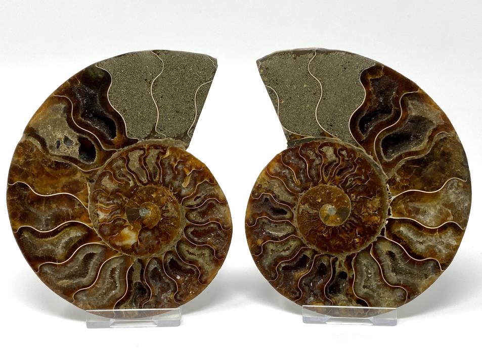 Ammonite Pair 12.2cm