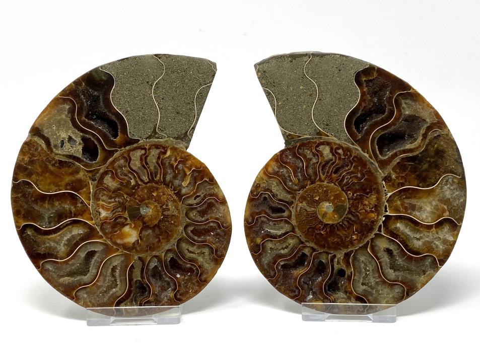 Ammonite Pair 12.2cm