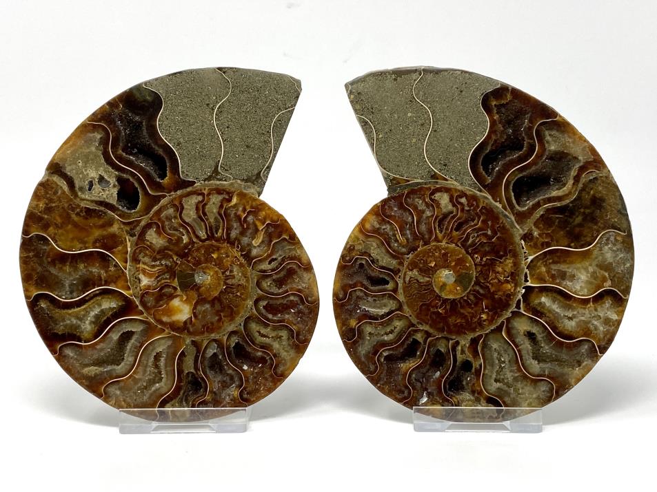 Ammonite Pair 12.2cm