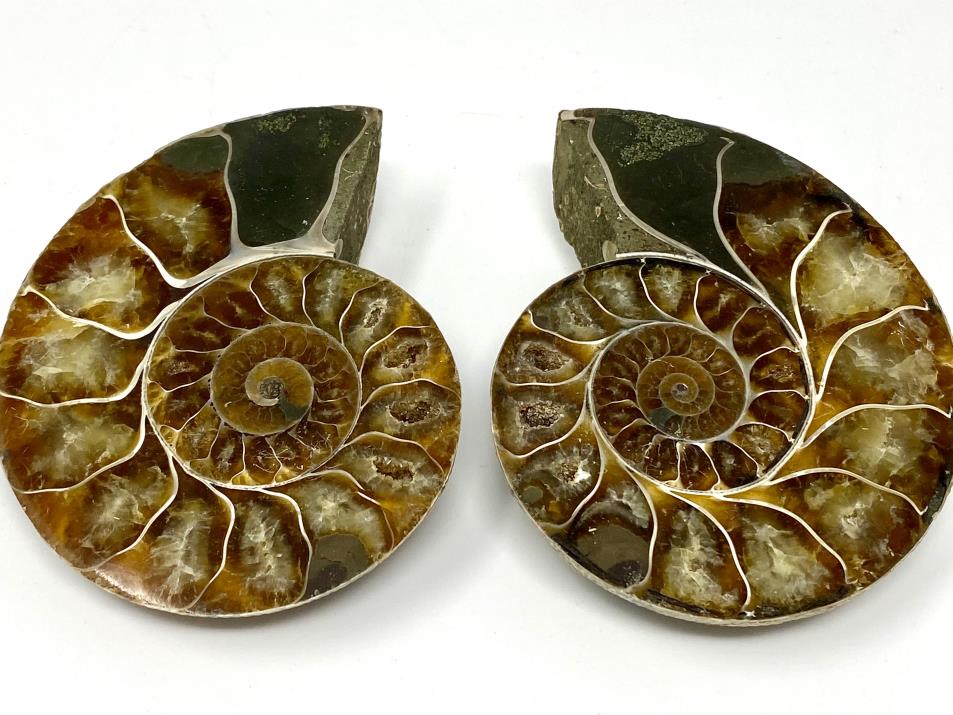 Ammonite Pair 9.2cm