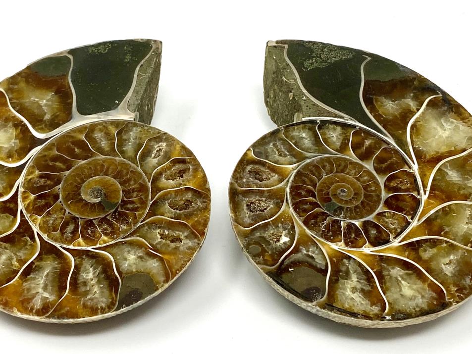 Ammonite Pair 9.2cm